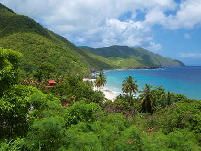 tropical paradise shoreline with verdant green palm trees around it