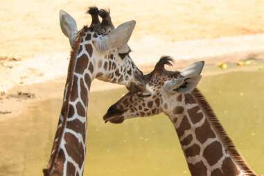 dallas zoo giraffes