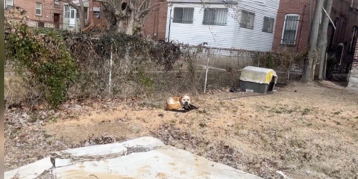 Dog Chained To Fence Behind Abandoned House Can't Believe Someone ...