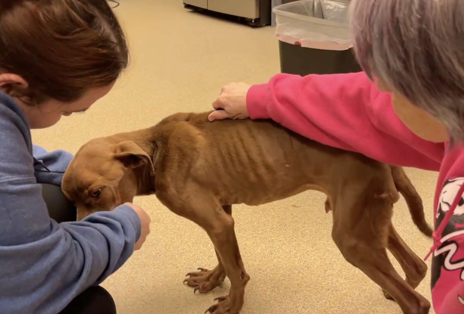 Skinny Stray Dog Melts In Rescuer's Arms As Soon As He Realizes He's ...