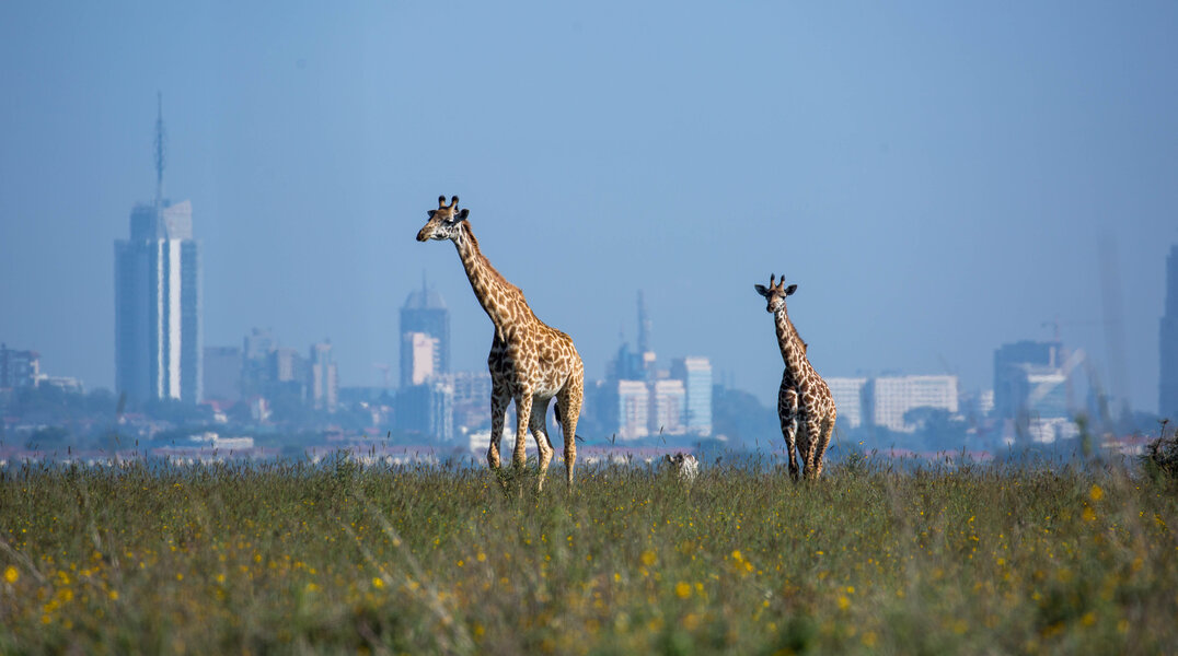 Nairobi, Kenya Is The Perfect Place to Take a Layover Safari - Thrillist