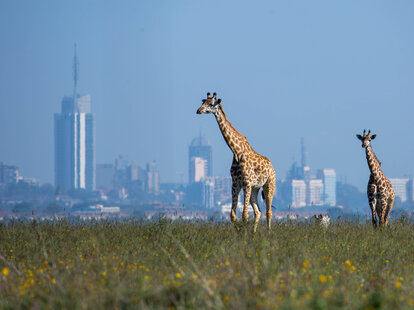 two giraffes walking in short grass while skyscrapers loom in the distant backgound
