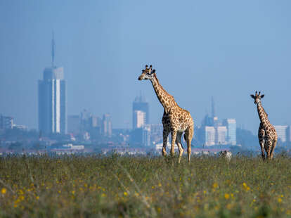 two giraffes walking in short grass while skyscrapers loom in the distant backgound