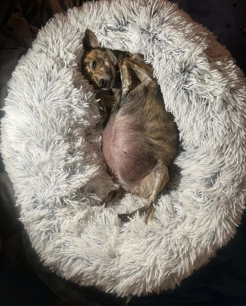 pregnant dog