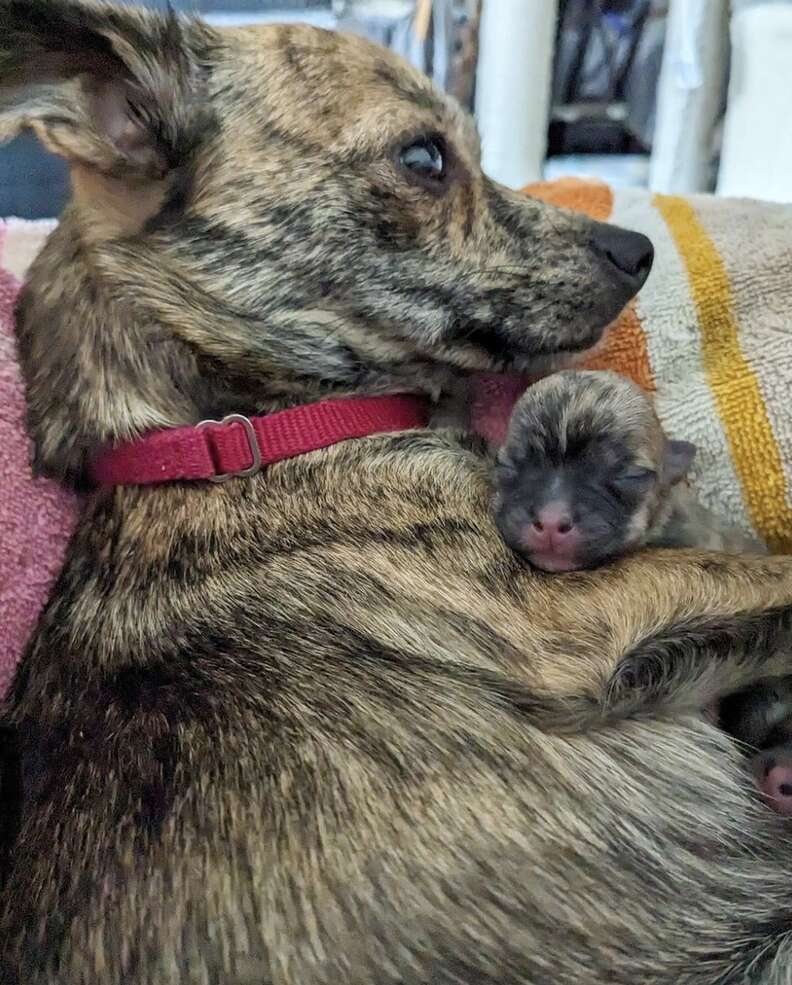 dog mom and puppy