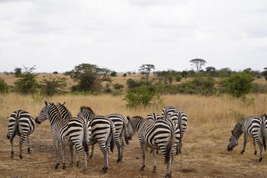 zebras spotted on a tour of nairobi national park