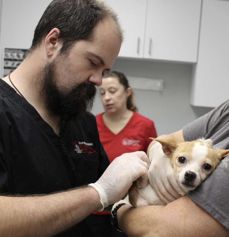 man helping dog 