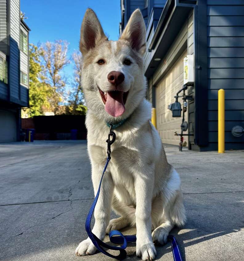 white husky 