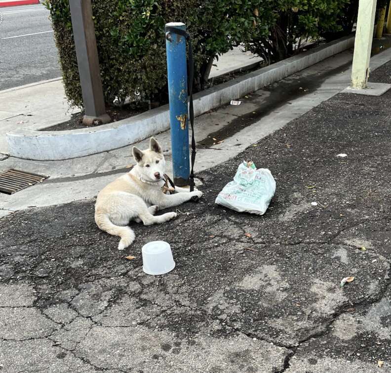 white dog tied to pole 