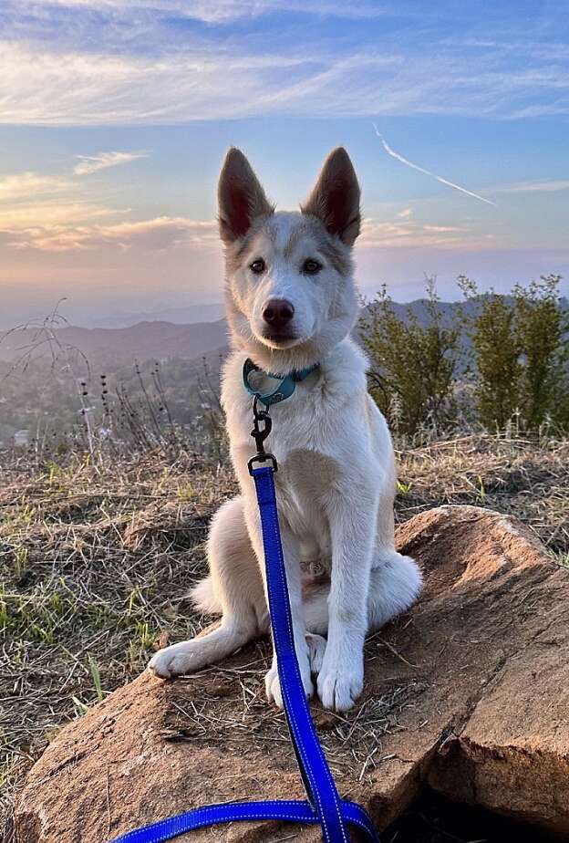 dog on hike 