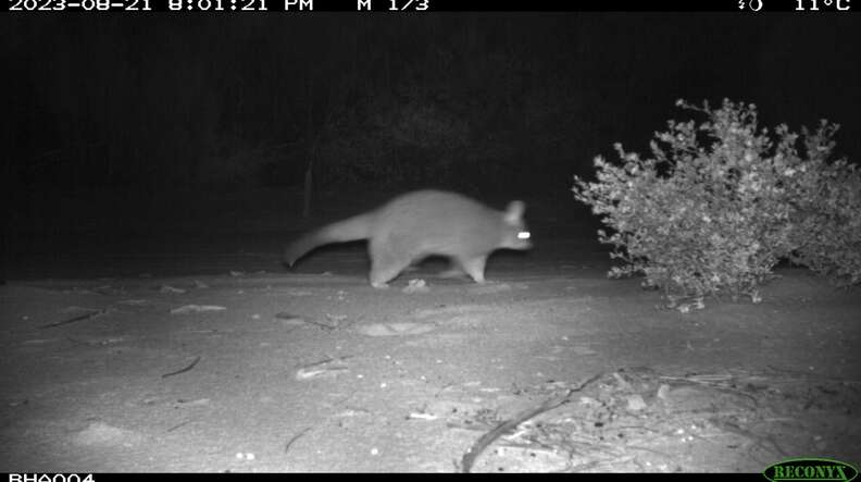 animal on trail camera