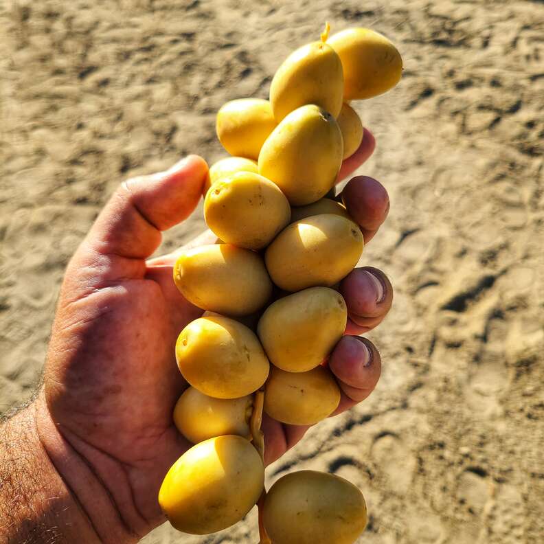 a hand holding some ripe yellow dates 