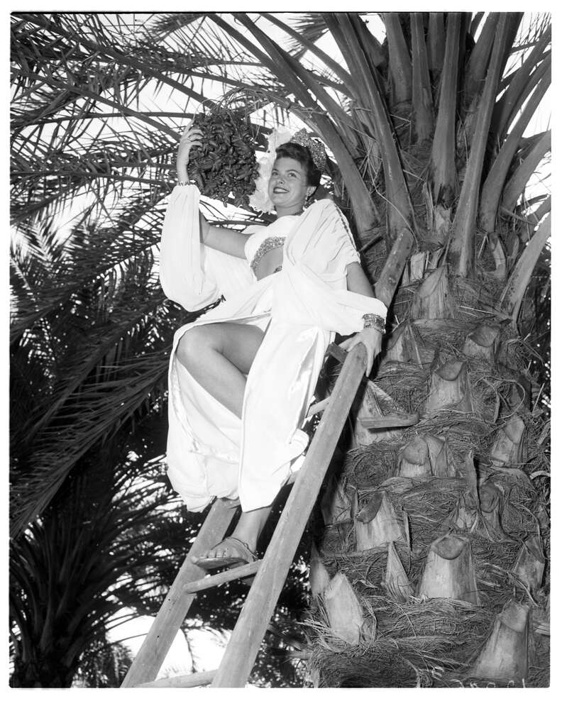 a woman in white on a ladder leaning against a date palm tree in the Coachella Valley