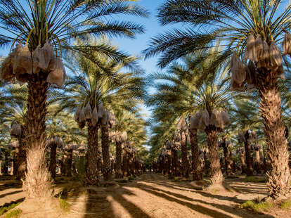 Date palm trees with bags hanging off to protect the fruit