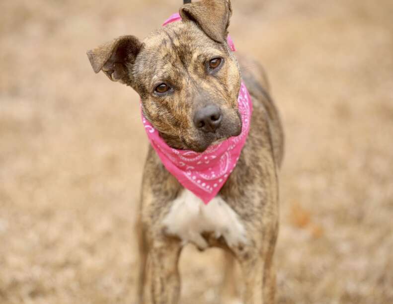 dog with pink bandana 