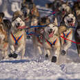 Iditarod sled dogs racing