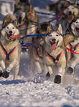 This Is the Ultimate Outdoor Adventure for Dog Lovers 