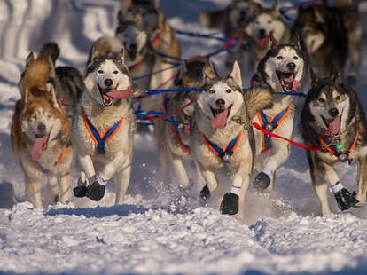 Iditarod sled dogs racing