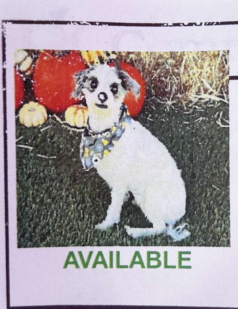 Blind dog fetch best sale