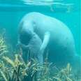 Camera Captures Heartwarming Moment Wild Manatee Mom And Baby Hug And Kiss