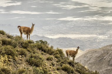 Guanacos in their natural habitat. Villavicencio Nature Reserve, Mendoza, Argentin