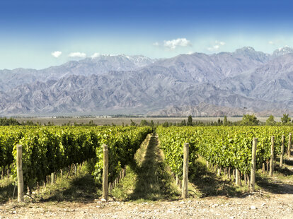 springtime in vineyards at foot of the Andes. Tupungato, Mendoza, Argentina