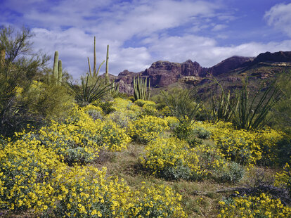 Spring Brittlebush blossoms carpet the desert below The Supertition Mountains in the Tonto National Forest near Phoenix Arizona