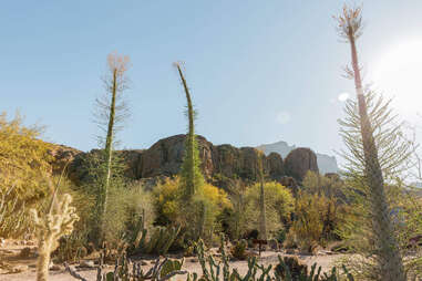 cacti at Boyce Thompson Arboretum