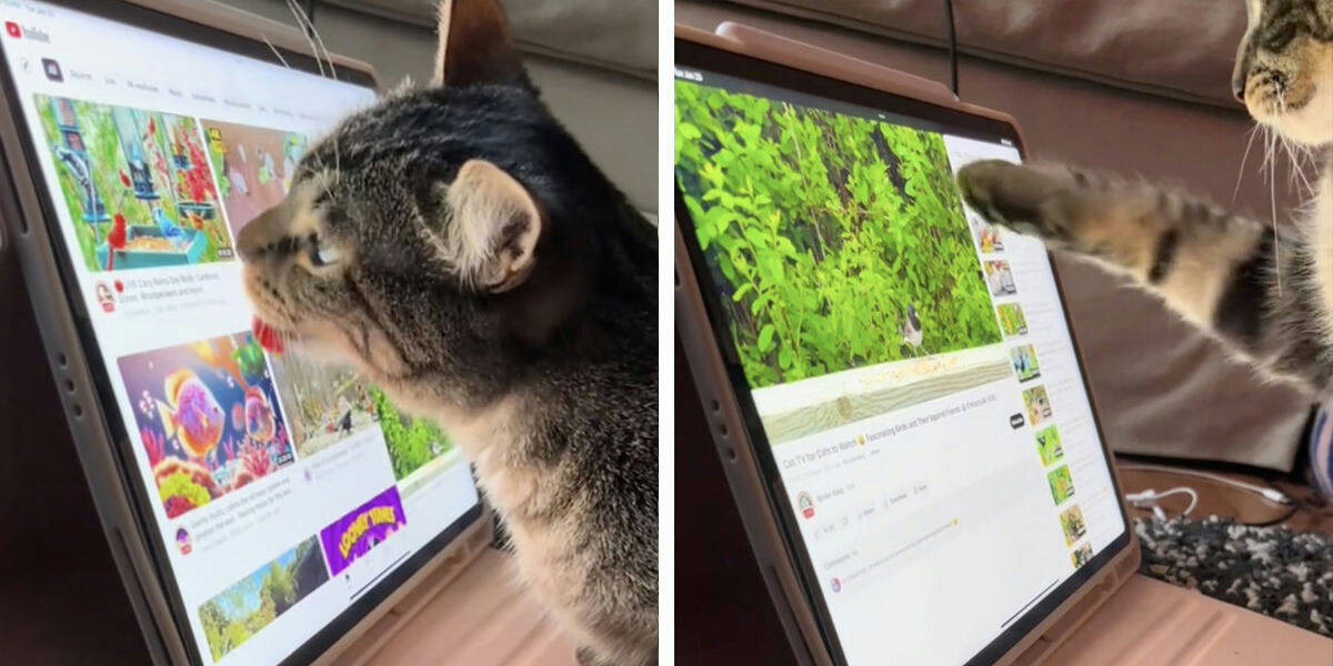 Cat Teaches Herself How To Use iPad So She Can Watch Her Favorite