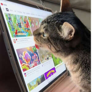 Cat Teaches Herself How To Use iPad So She Can Watch Her Favorite Videos