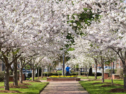 The International Cherry Blossom Festival of Macon