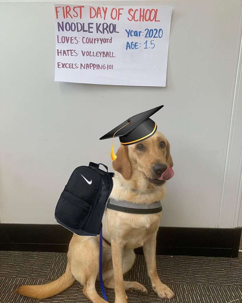 Service Dog Makes History When She Graduates With A Masters