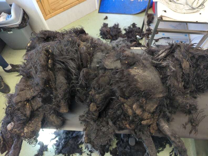 matted dog