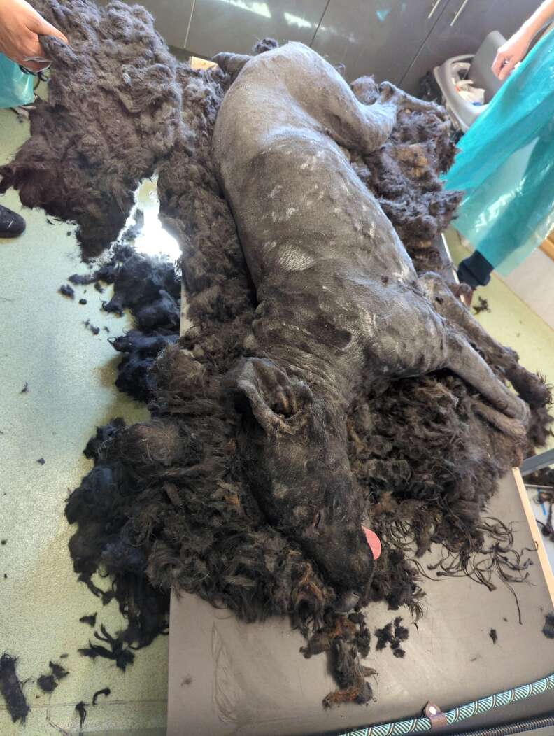 matted dog