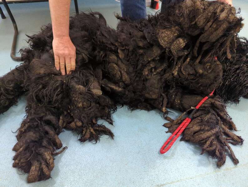 matted dog