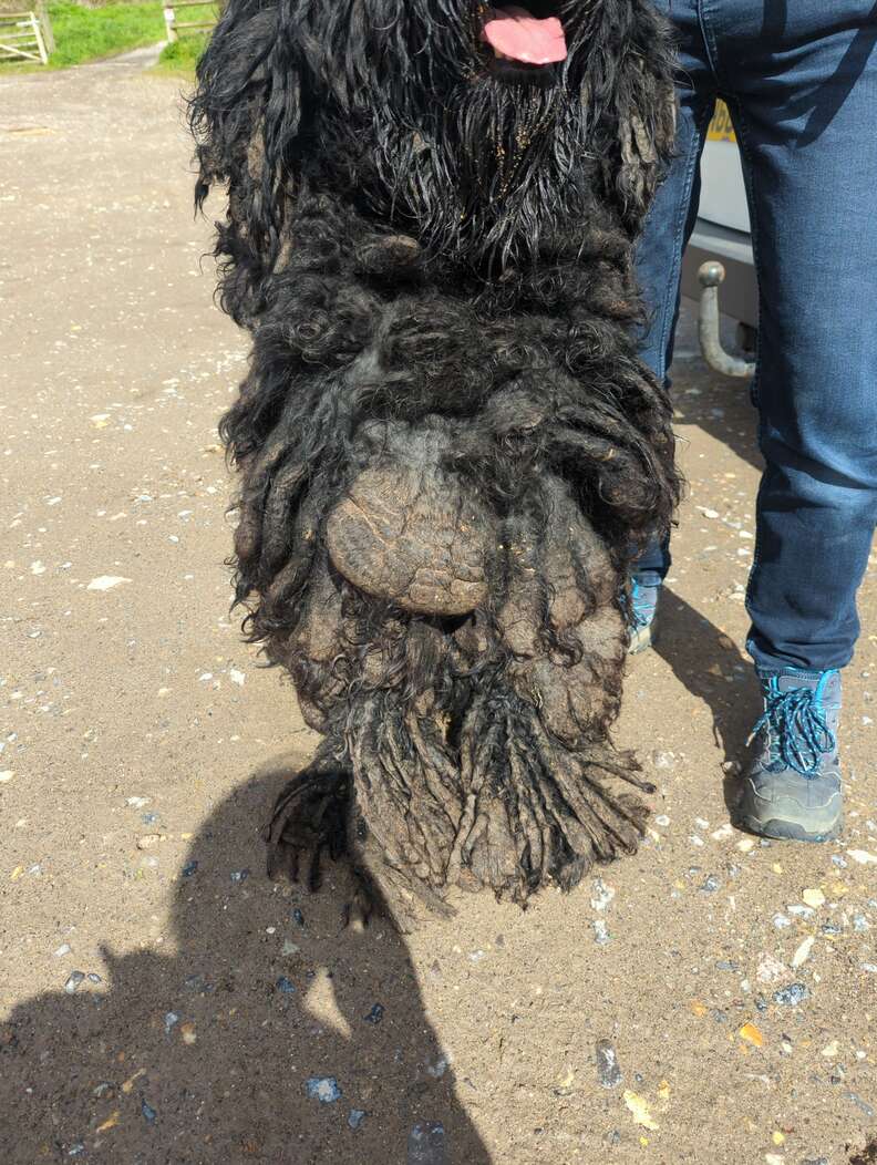 matted dog