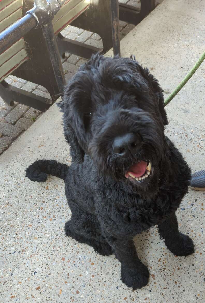 matted dog