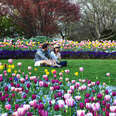 A couple sits on the lawn at the Dallas Arboretum amongst the tulips
