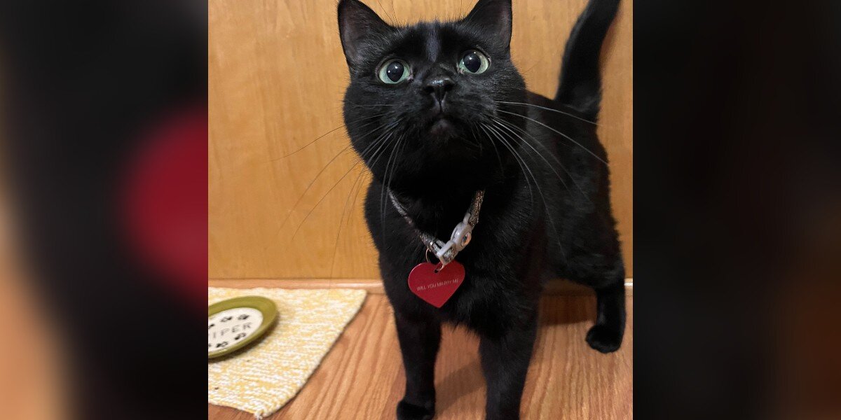 Woman Comes Home To Find Something Odd On Cat's Neck — Then Reads What It Says
