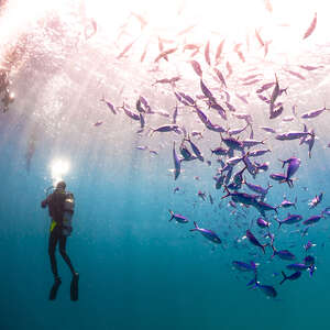 Scuba diver with a school of fishes in the Maldives