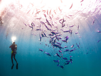 Scuba diver with a school of fishes in the Maldives