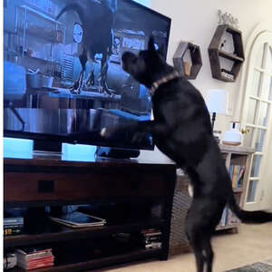Hero Dog Leaps To Defense Of Kids During Scary Scene In 'Jurassic Park'