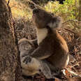 Koala's 'Beautiful' Gesture To Fallen Friend Causes Rescuers' Hearts To Break