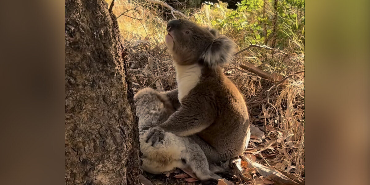 Koala's 'Beautiful' Gesture To Fallen Friend Causes Rescuers' Hearts To Break - The Dodo