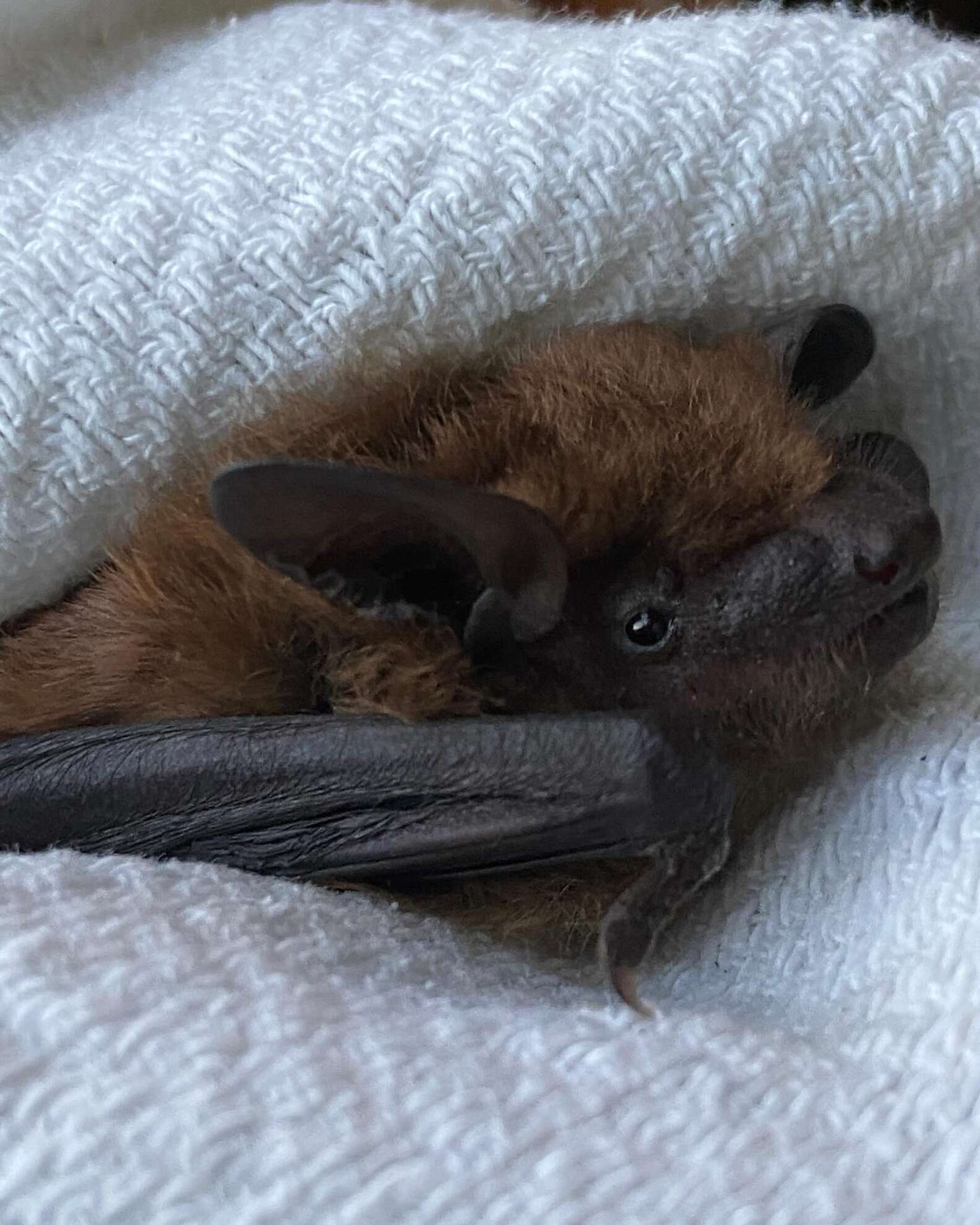 Bat Curled Campus Security Notices Someone Unexpected Curled Up On University Wall ...