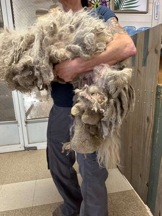 matted dog