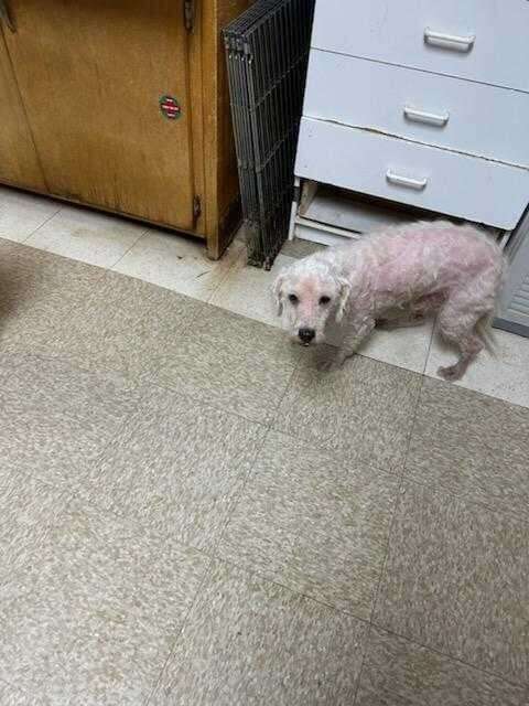 matted dog