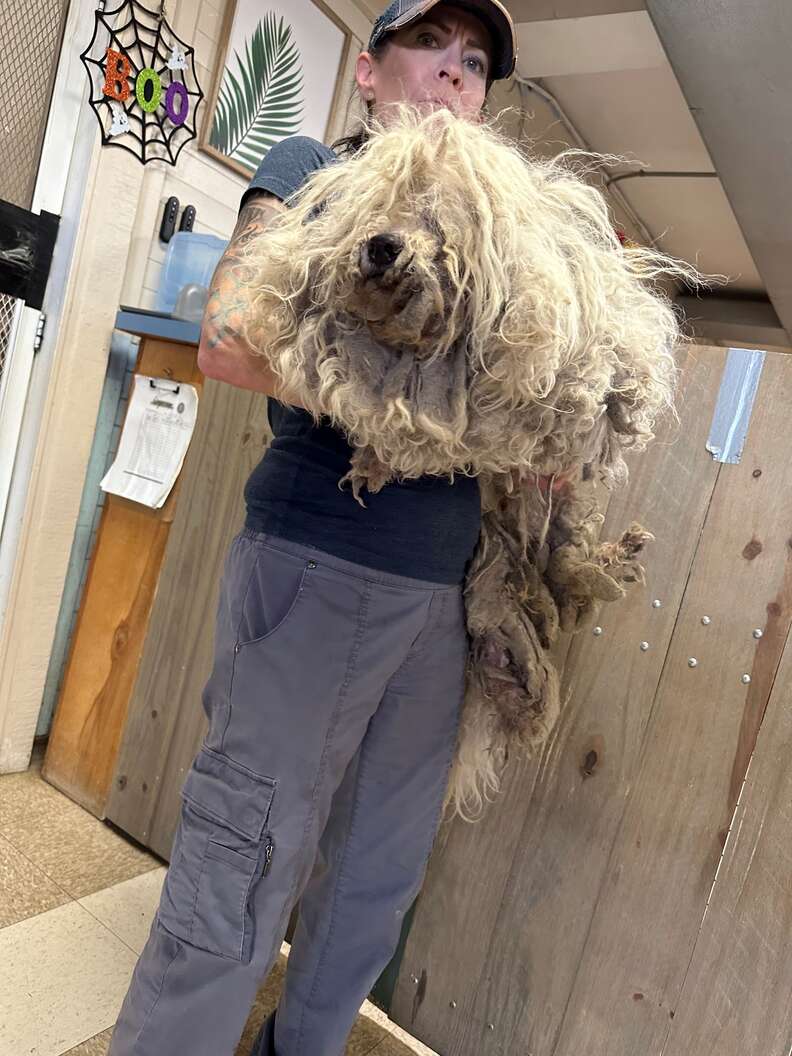 matted dog