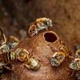 Mayan Melipona Bee