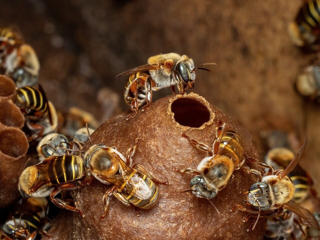 On Your Next Trip to Mexico, Consider Its Native Bees